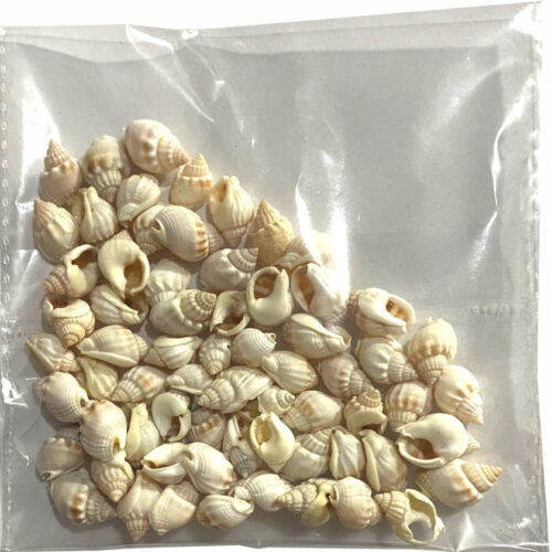 4_8c75e6e6-6781-4033-a735-79054f5e232a.jpg Sea Shells Small Pkt - Off White - China